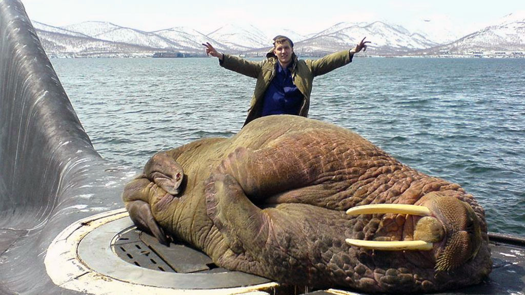 walrus naps on a submarine