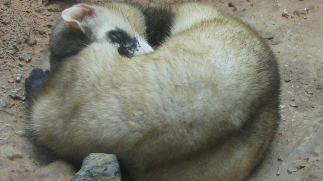 Black-Footed Ferret Makes a Comeback