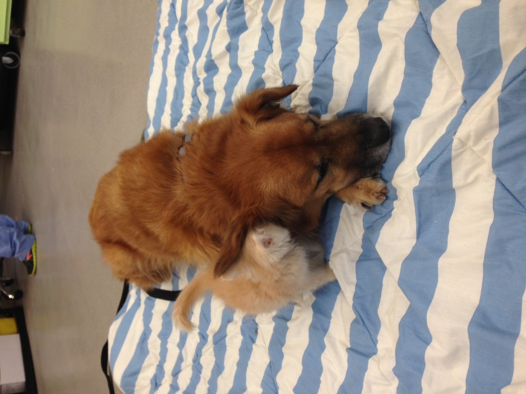 This Dog Is a Nanny for Kittens
