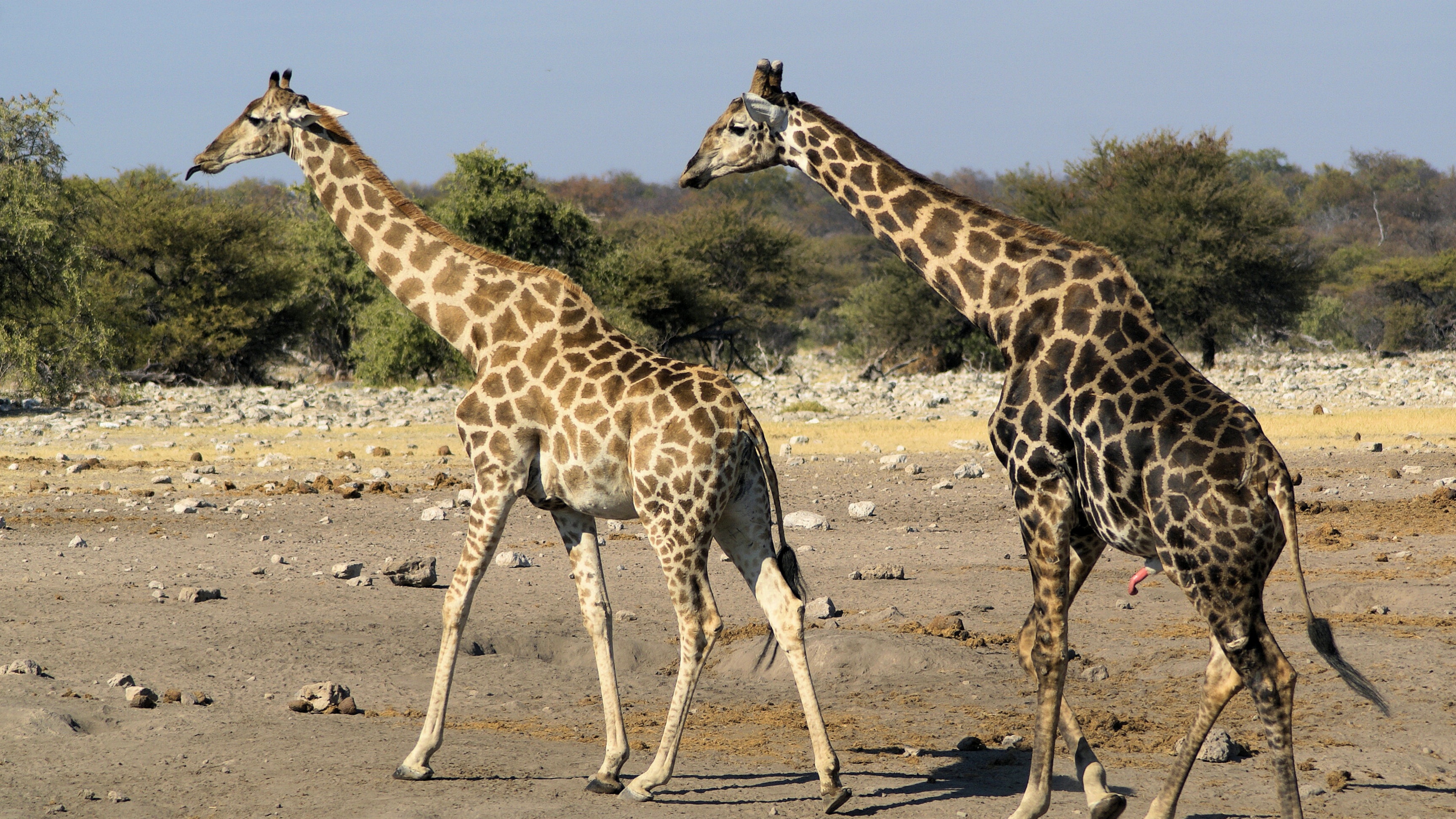 Giraffe Population in Decline