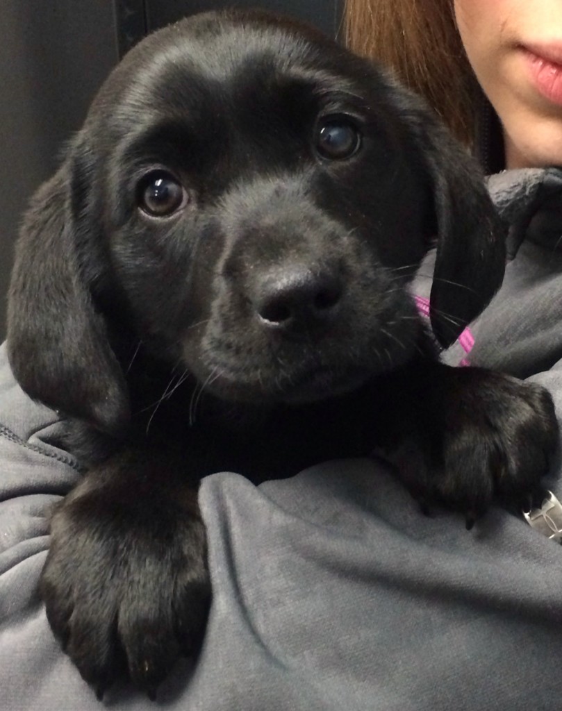 Happy Birthday to Hailey, our Rescue Dog the Day! Explore