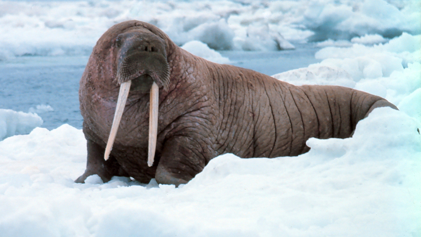 will-oil-drilling-harm-walruses