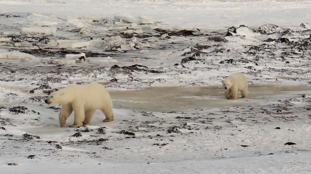 polar bear mom and cub