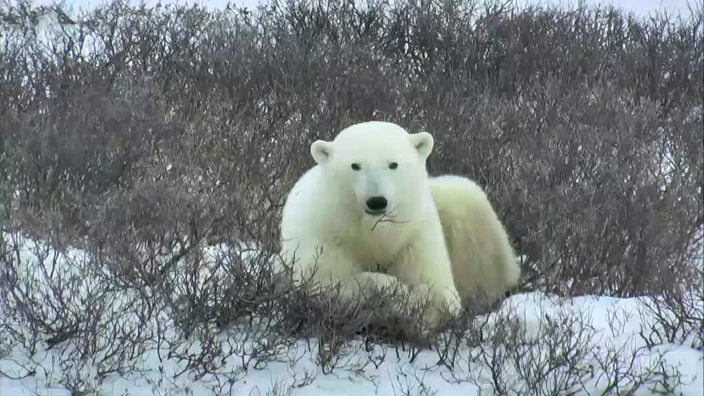 polar bear lying on ground