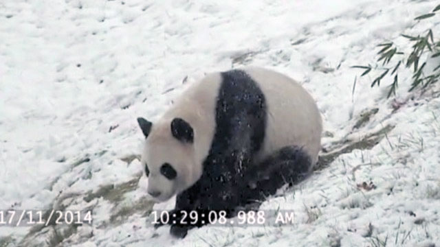 panda sledding