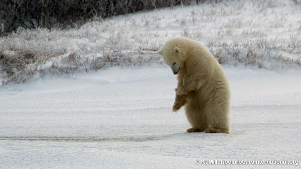 polar bear cub standing