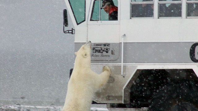 polar bear and tundra buggy