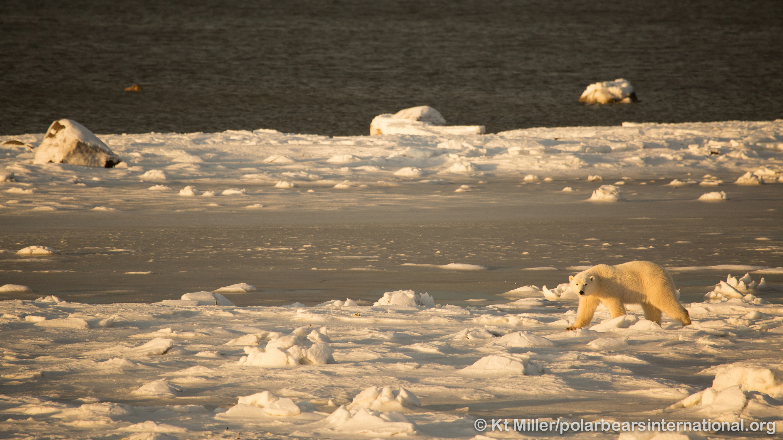 It’s Day 2 of Polar Bear Week! Explore