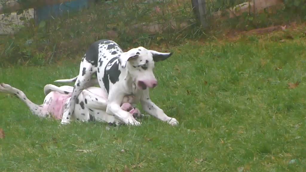 puppies great dane service dogs