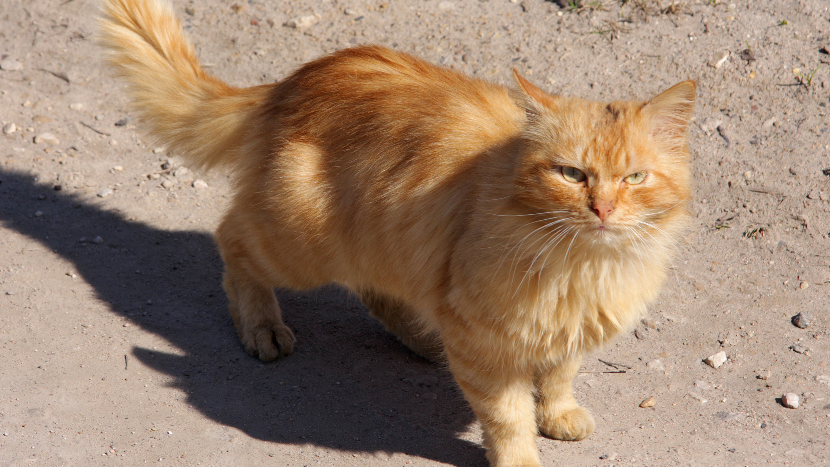 Red_Cat_in_Torzhok_City_Fotor.jpg