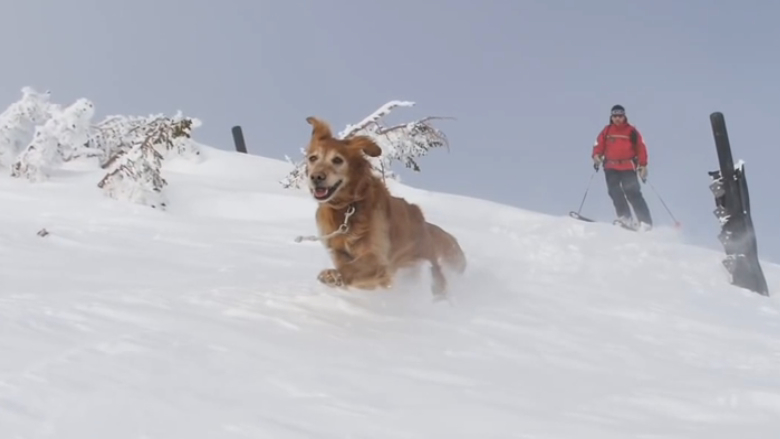 avalanche rescue dog