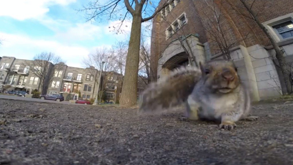 squirrel with gopro