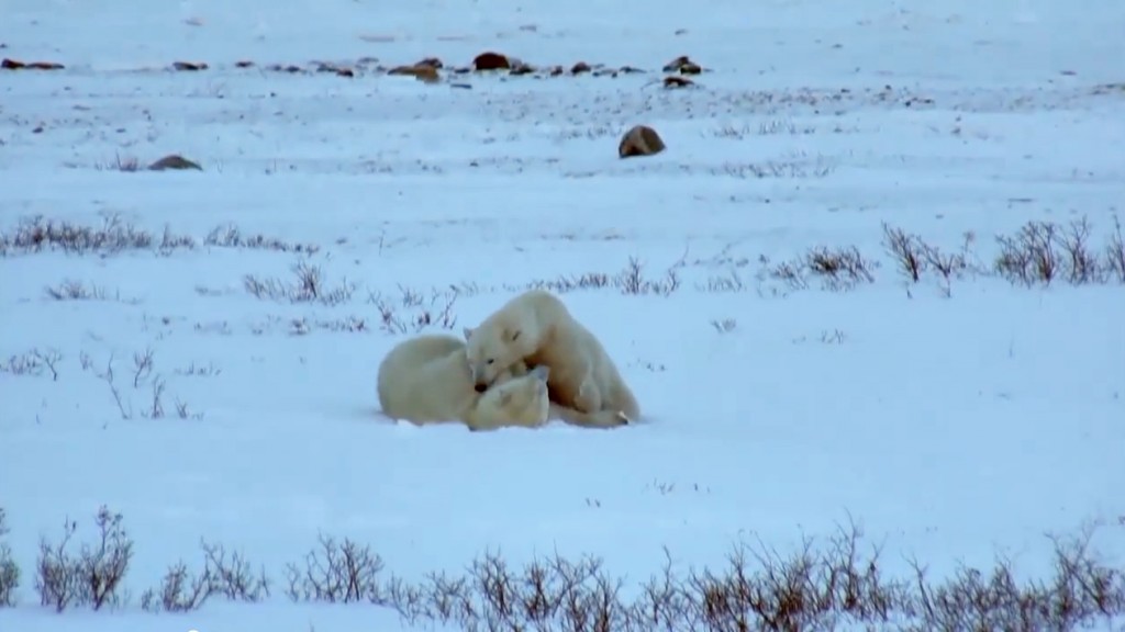 polar bears snuggling