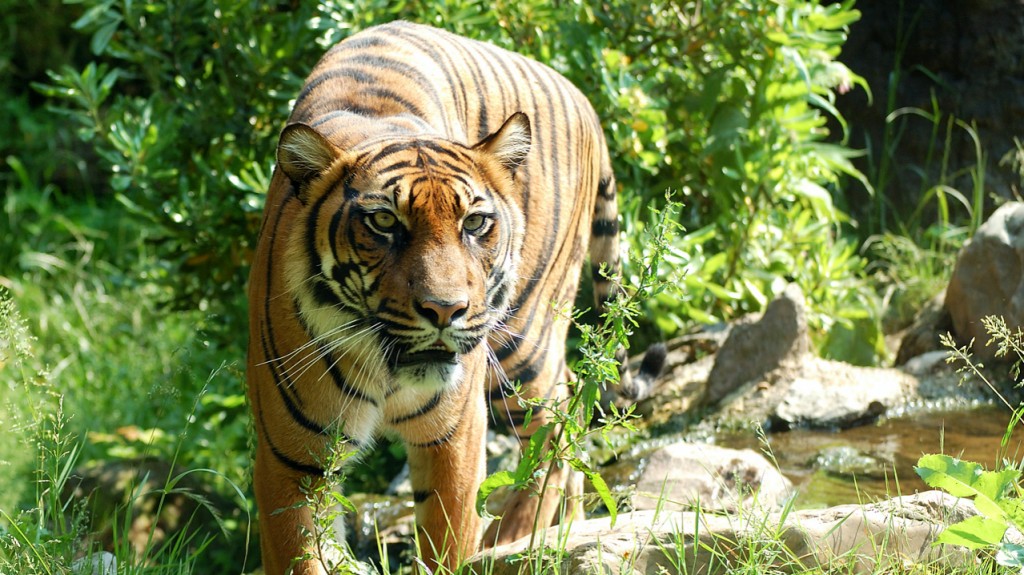 sumatraanse tiger