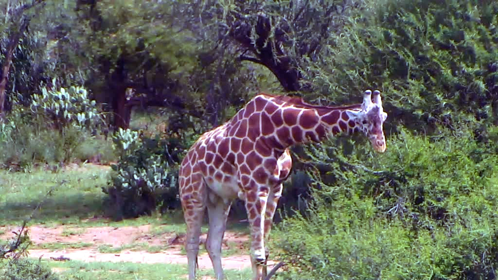 giraffe looking at camera