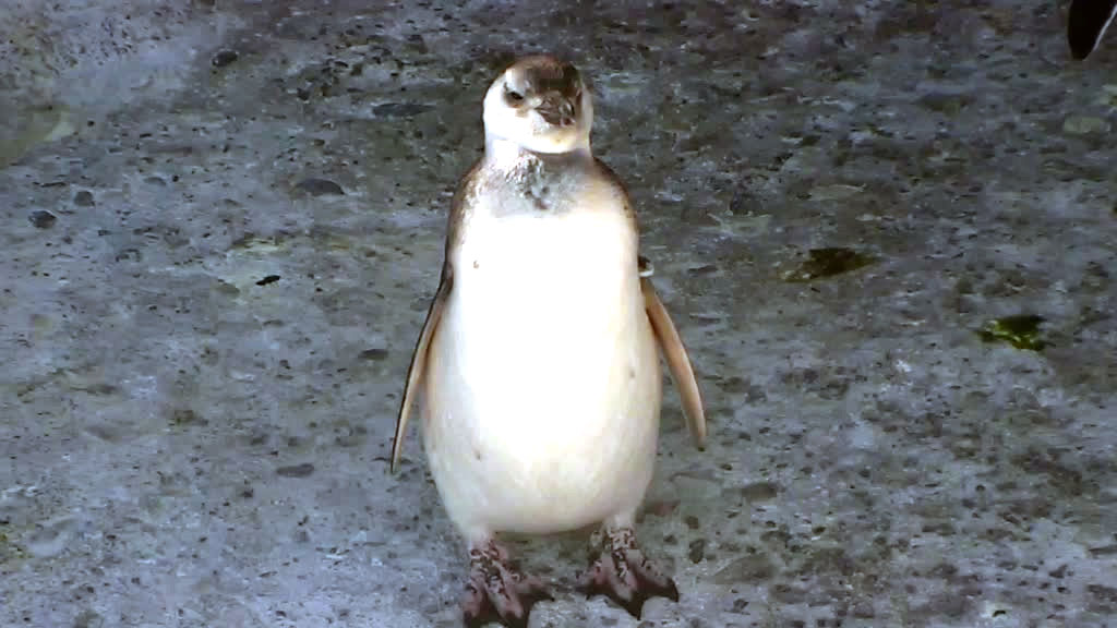 young penguin