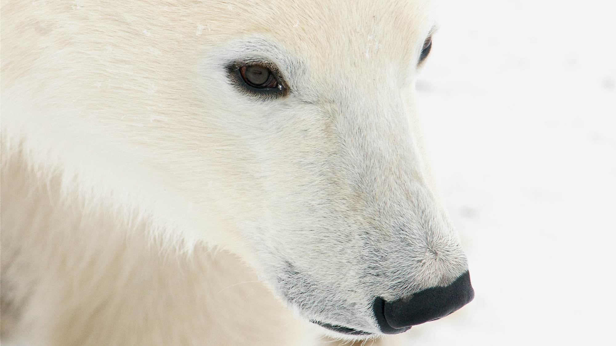 Name The Polar Bear Explore - white tiger cub coattt designs roblox
