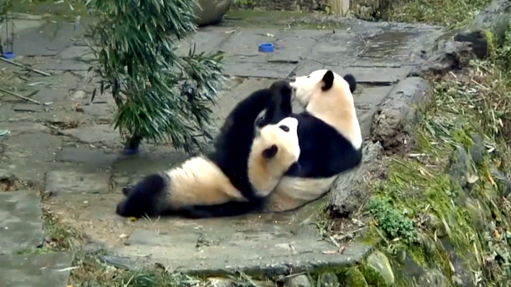panda mom and cub