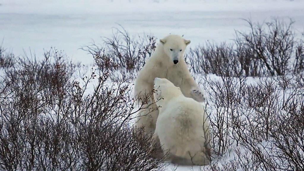 polar bears sparring