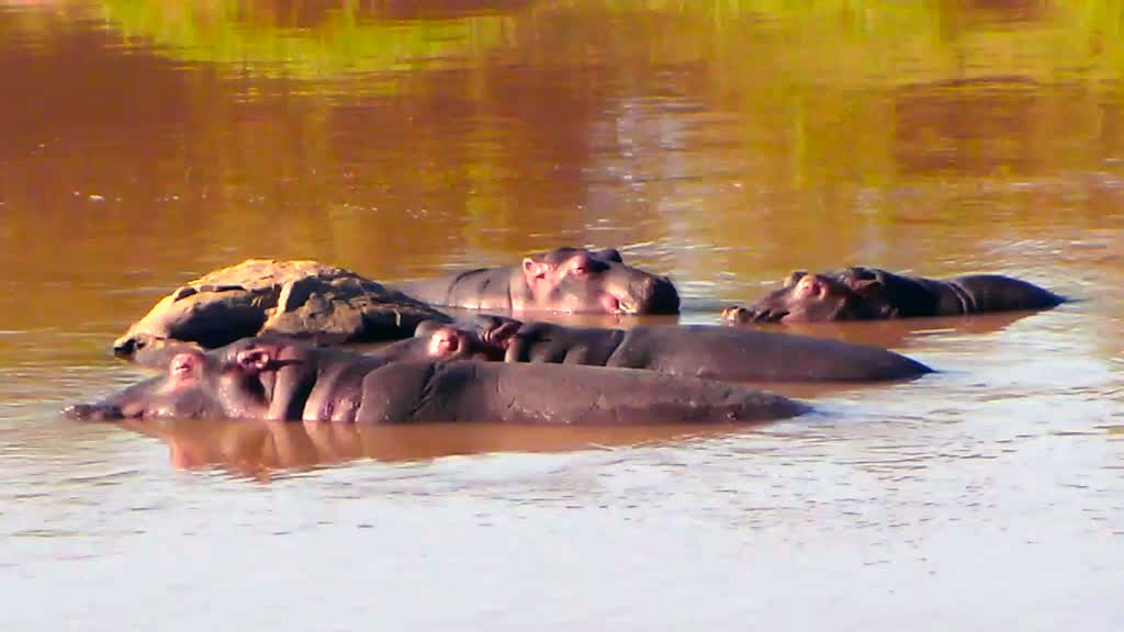 hippo family