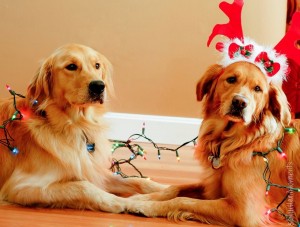 Today’s Jingle Woof Winners Will Warm your Heart | Explore