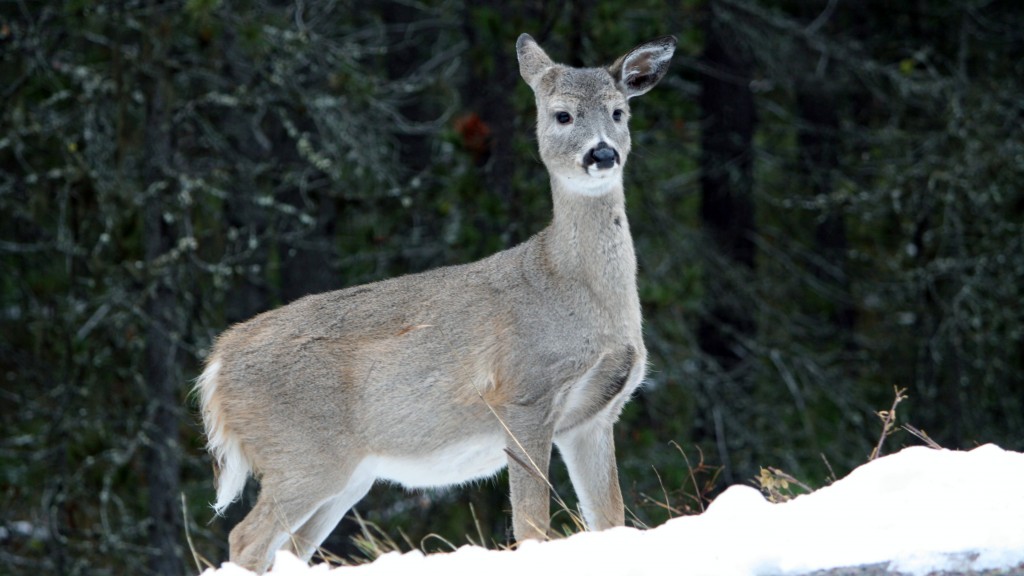 Winter Coats for Animals