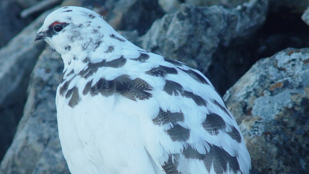 Winter Coats for Animals