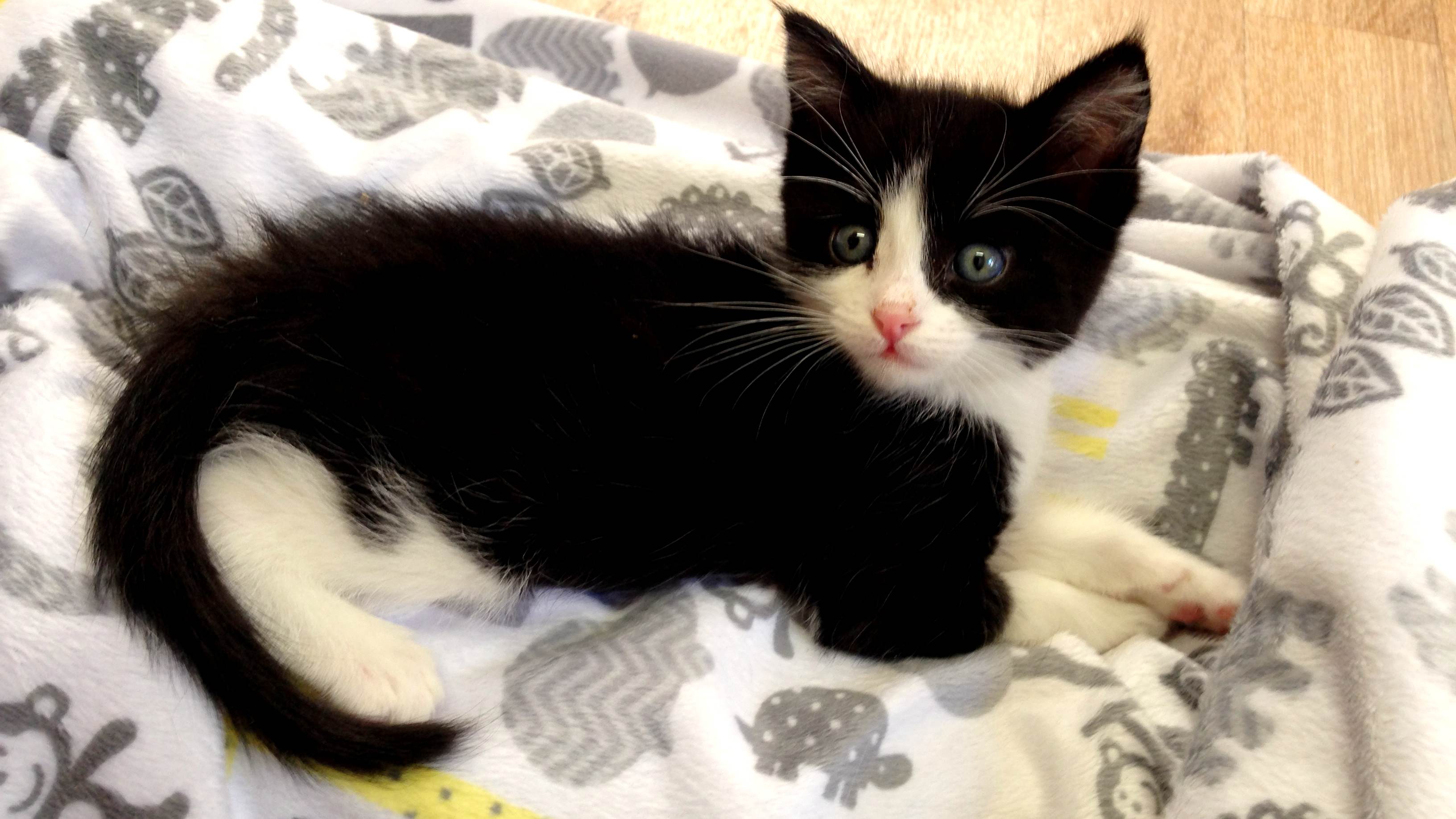 Look who’s new and cute on the Kitten Rescue Cam! Explore