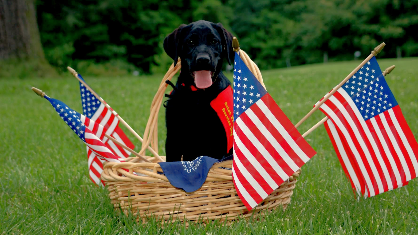 Service Dogs Commemorate Memorial Day Explore