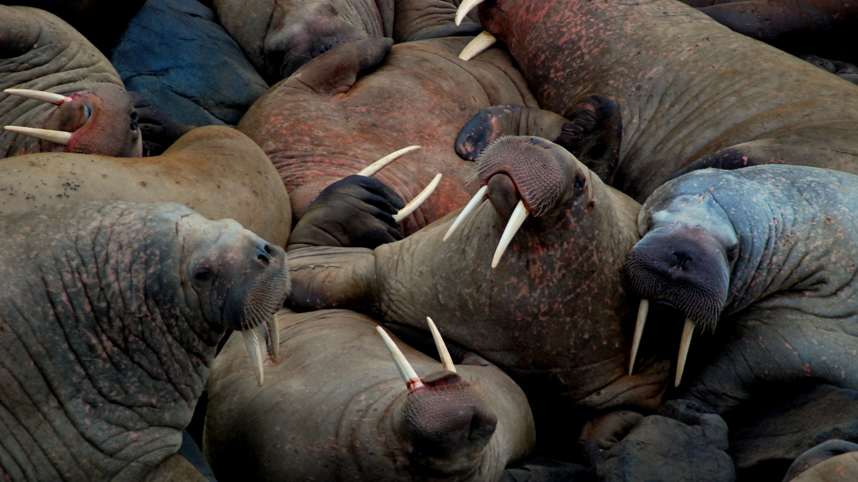 Summer with the Walruses of Round Island | Explore