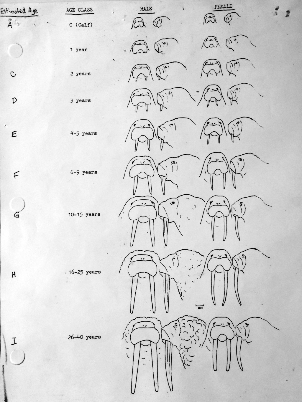 Your Walrus Tusk Questions Answered! | Explore