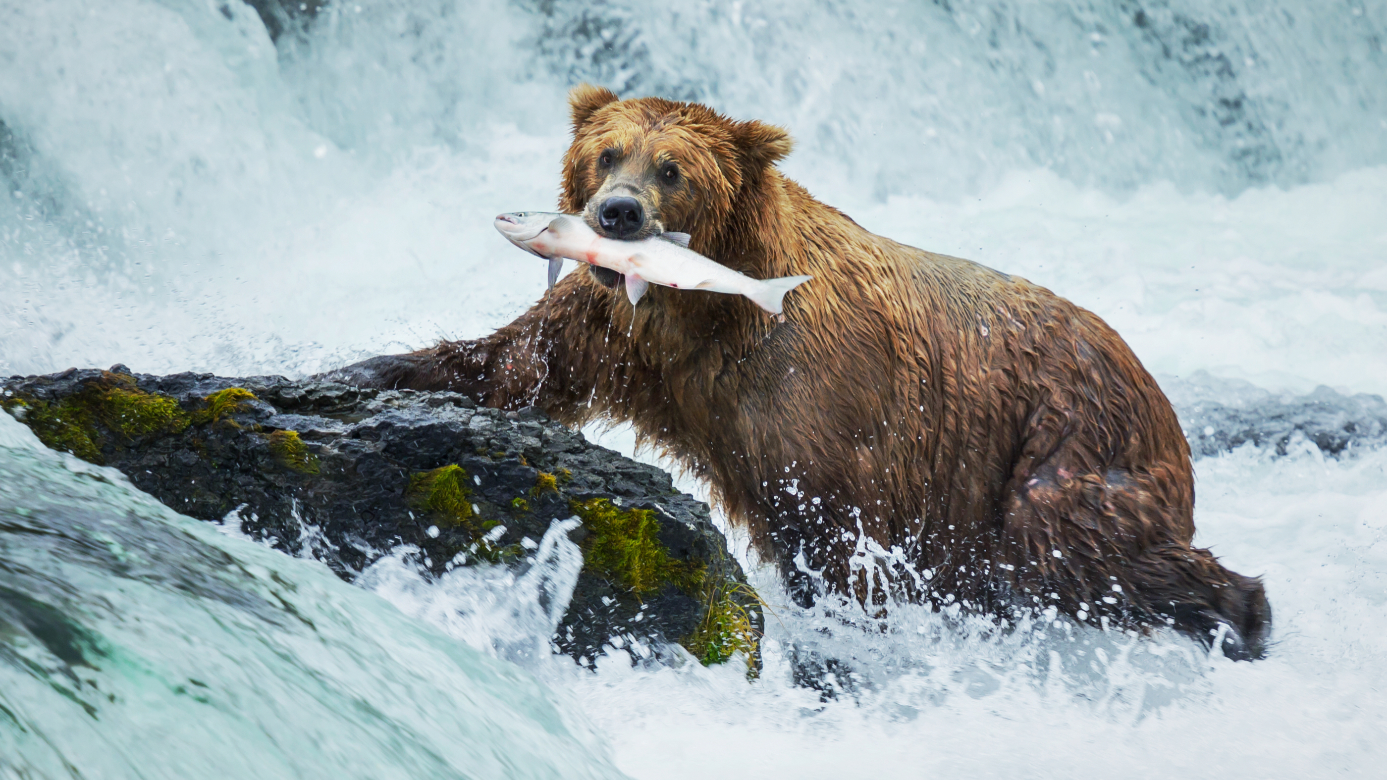 Get Your Feet Wet in a Brooks Falls Bearcam Chat! Explore