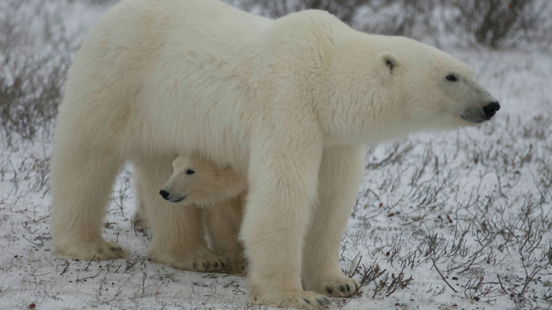 Polar Bear Reel -  Canada