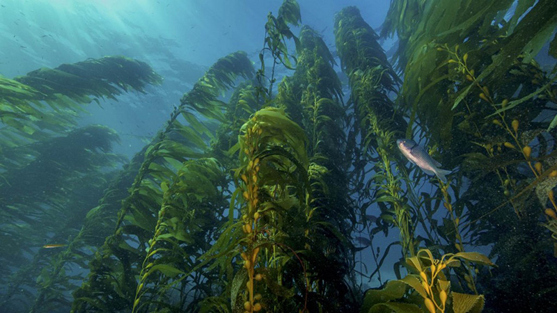Swim Among Giant Kelp Forests On A New Underwater Live Cam