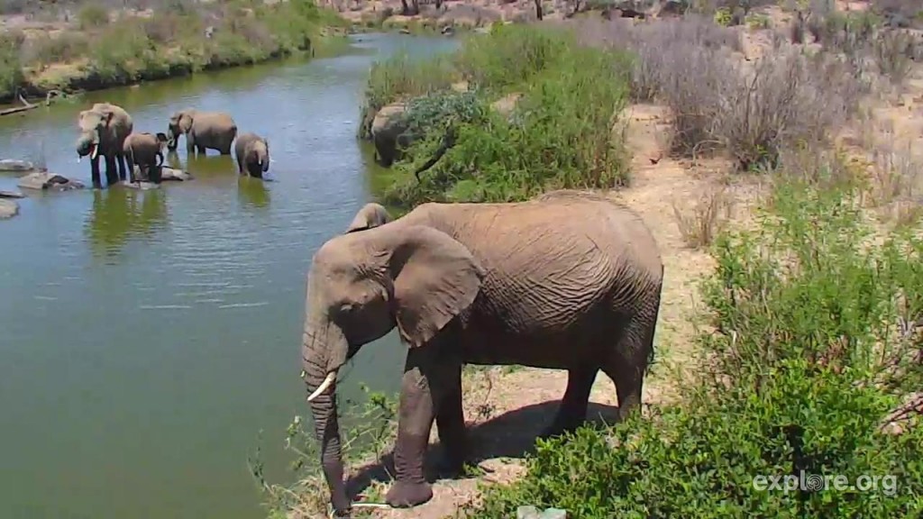 Africa_Elephants_DebbiePorges-Au
