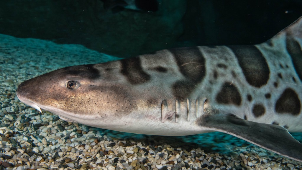 Leopard Shark05