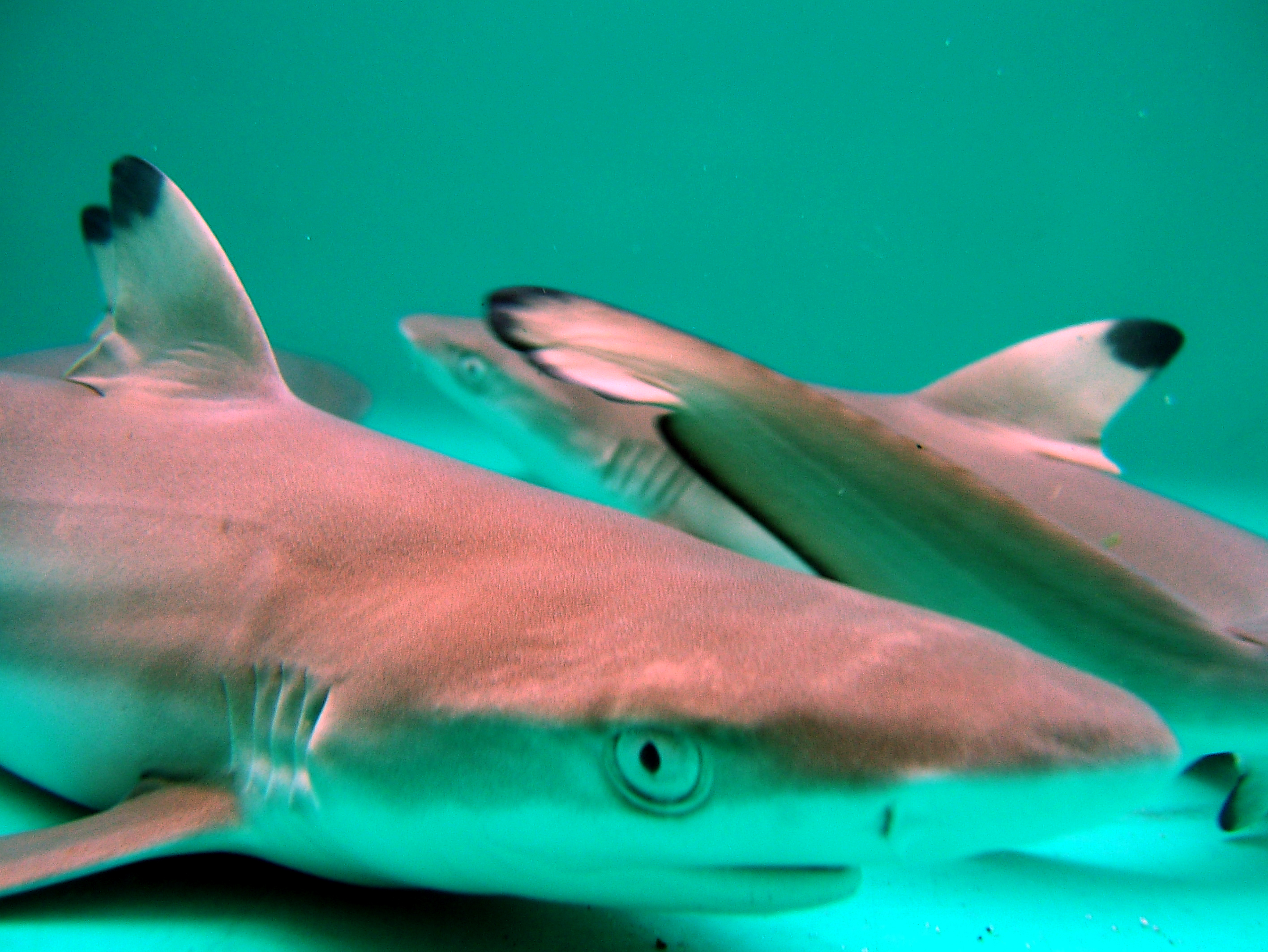 Get to know the Shark Lagoon! | Explore