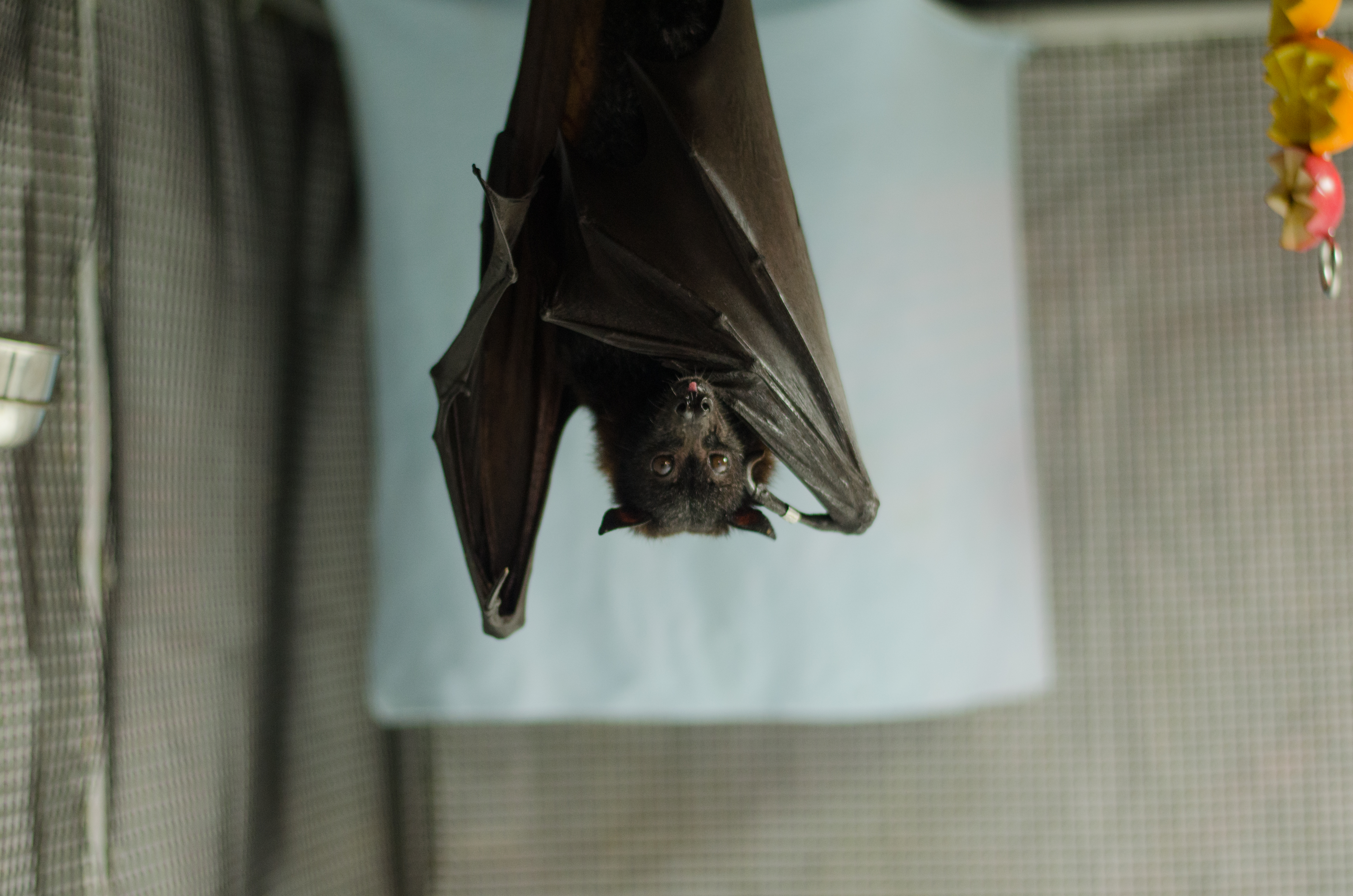 Litl Prelo Pussy - Learn About Fruit Bats! | Explore