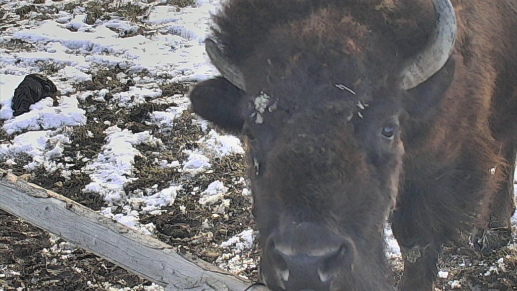 HM_CamOp Fawn_Bison