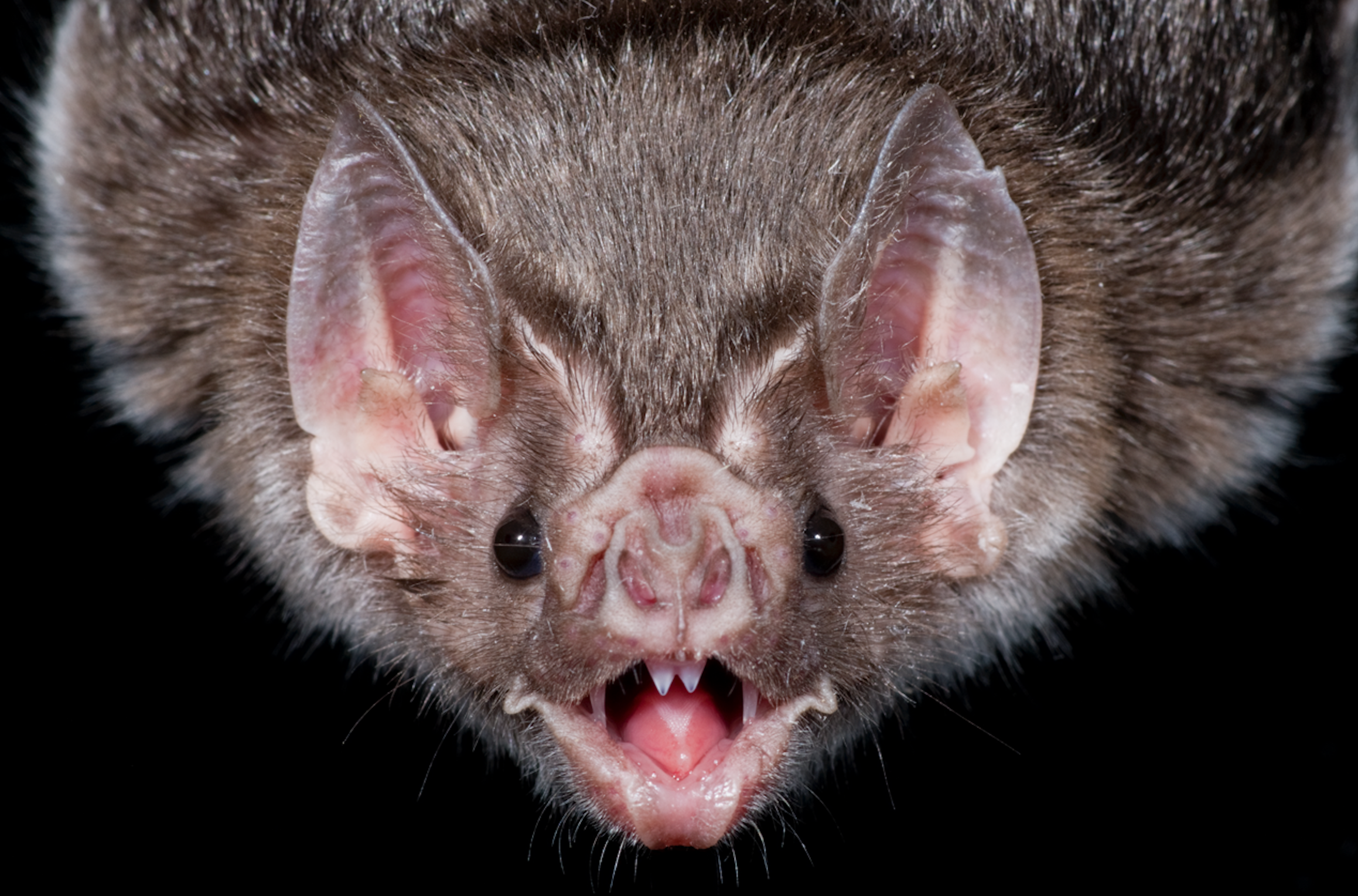 Вопль мыши. Обыкновенный вампир летучая мышь. Обыкновенный вампир отряд рукокрылые. Обыкновенный вампир Десмод.