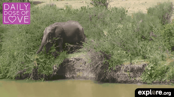 Elephant Eating DD