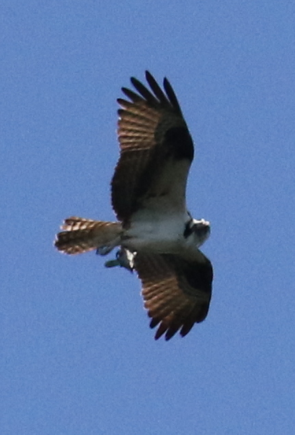 Osprey Steve flying over new nest on Porthole lodge 7-30-17.IMG_0216