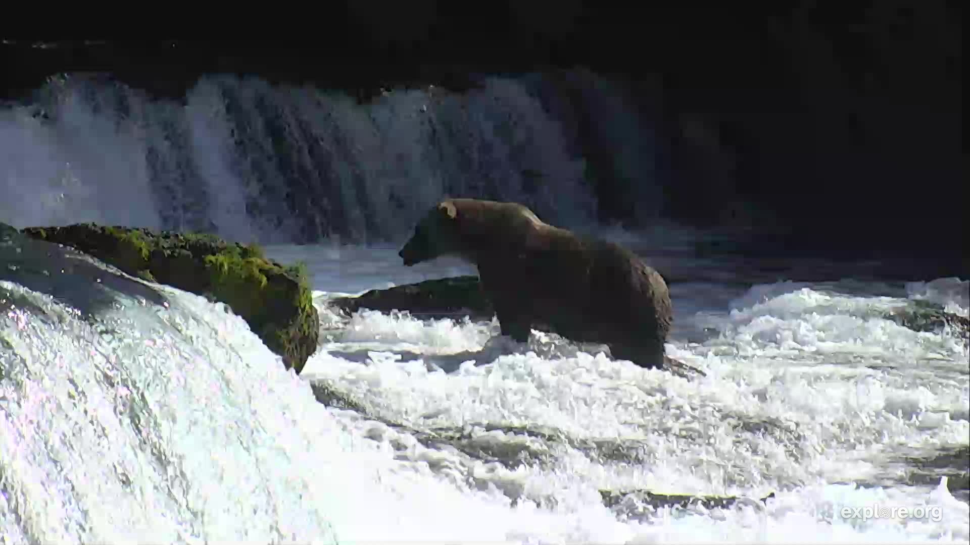 Bear Cam Week in Review Explore