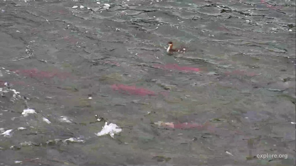 red spawning salmon are seen below the falls, as a merganser swims above