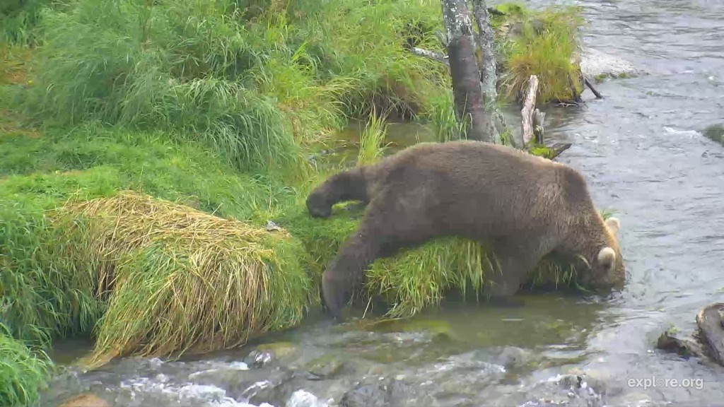 Subadult laying down looking for salmon