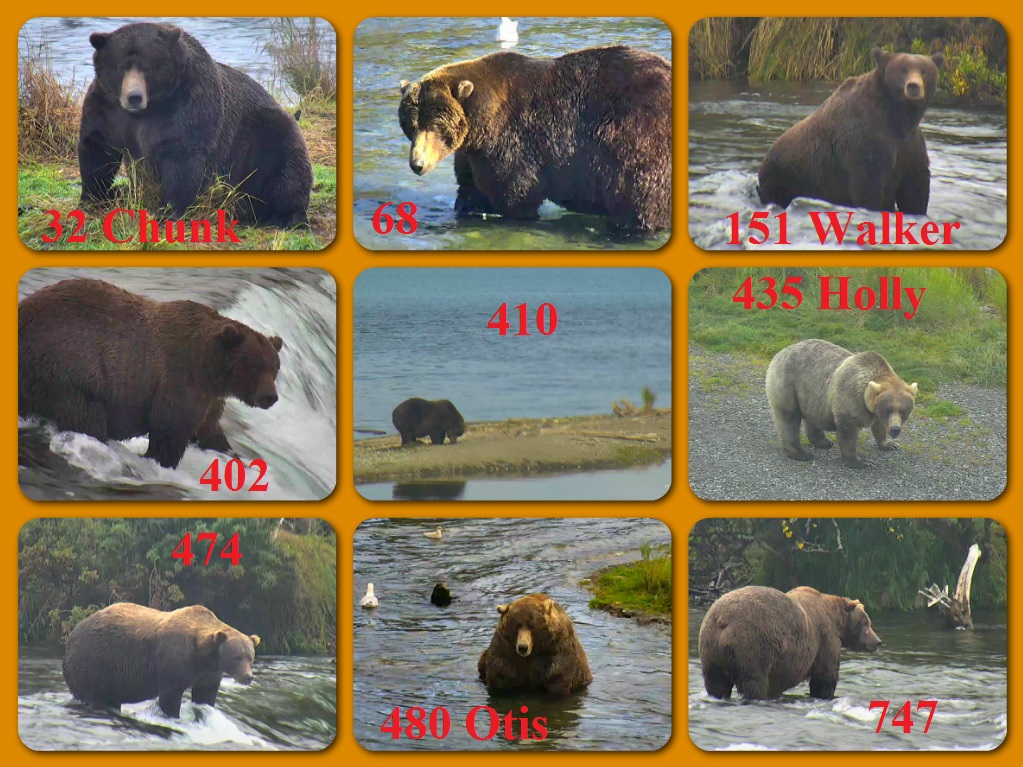Possible Fat Bear Candidates 