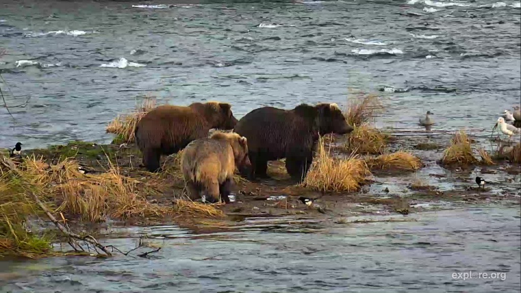 284 and cubs on the island
