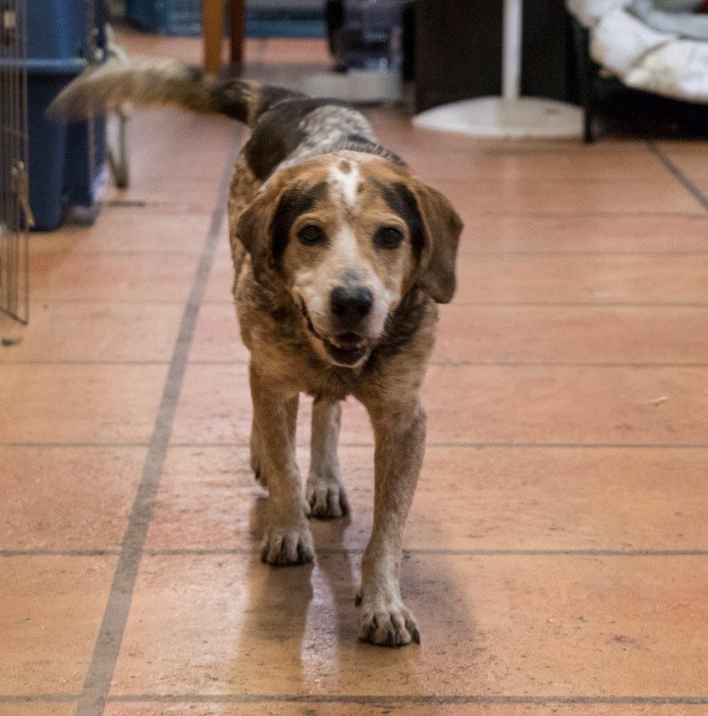 Intake at Old Friends Senior Dog Sanctuary Explore