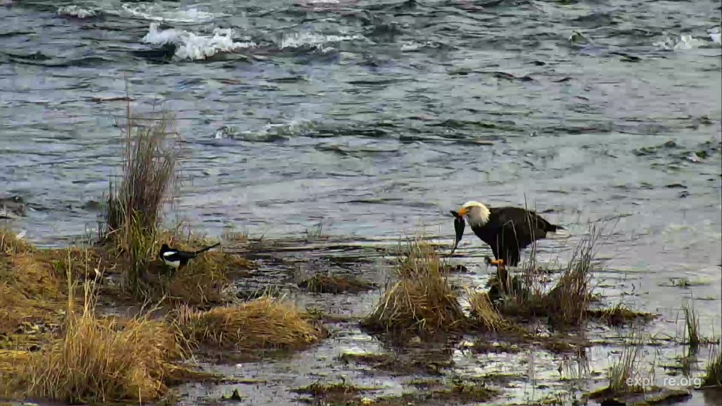 eagle eating salmon on the island