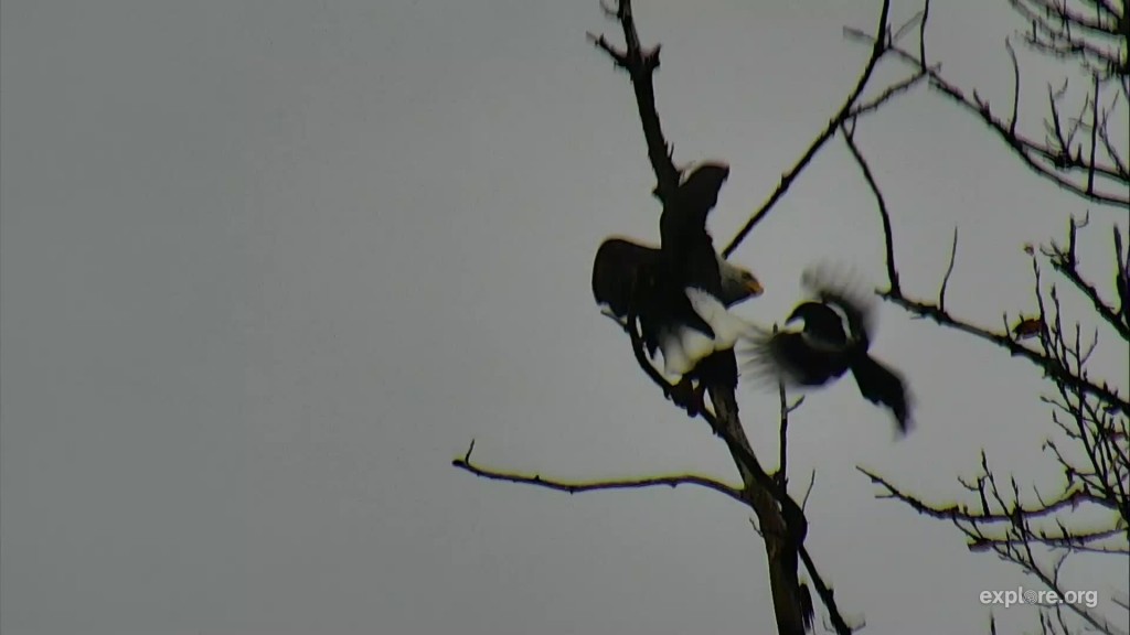 Magpie attacking eagle